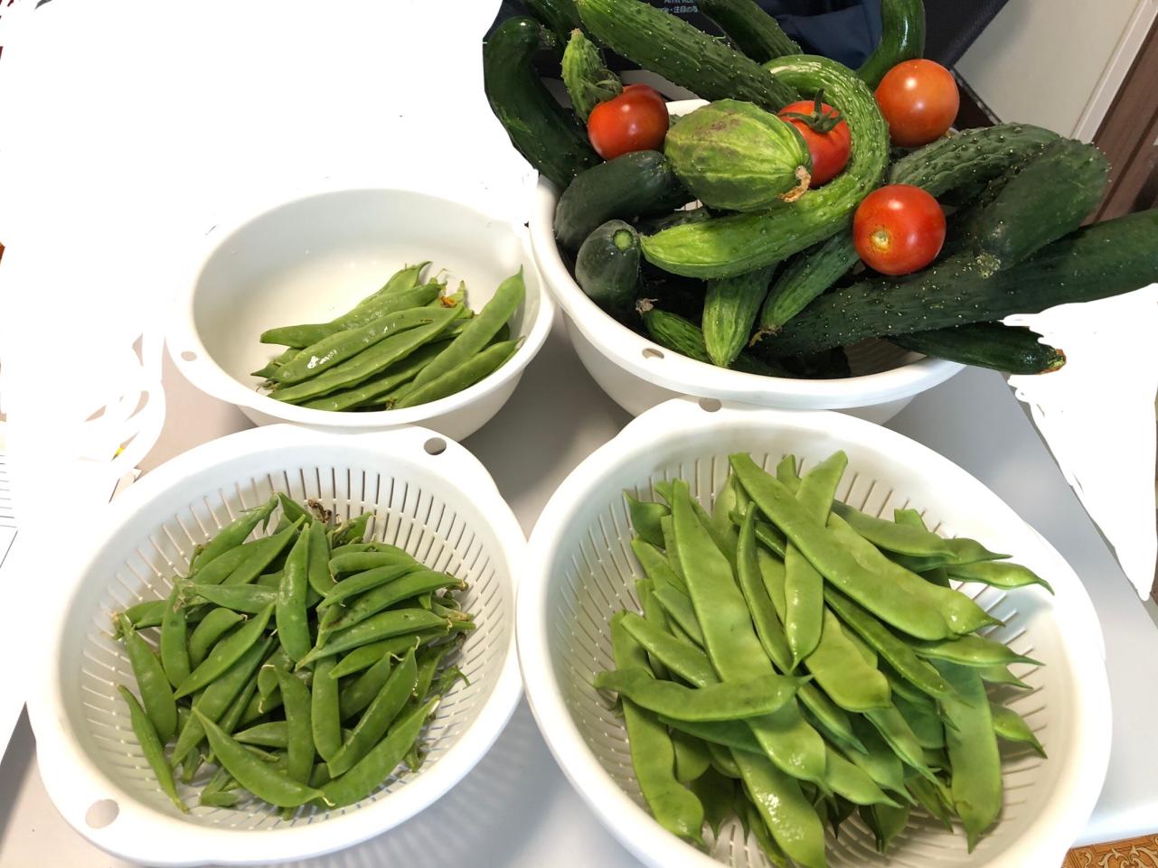 🥒夏の大収穫祭🍅