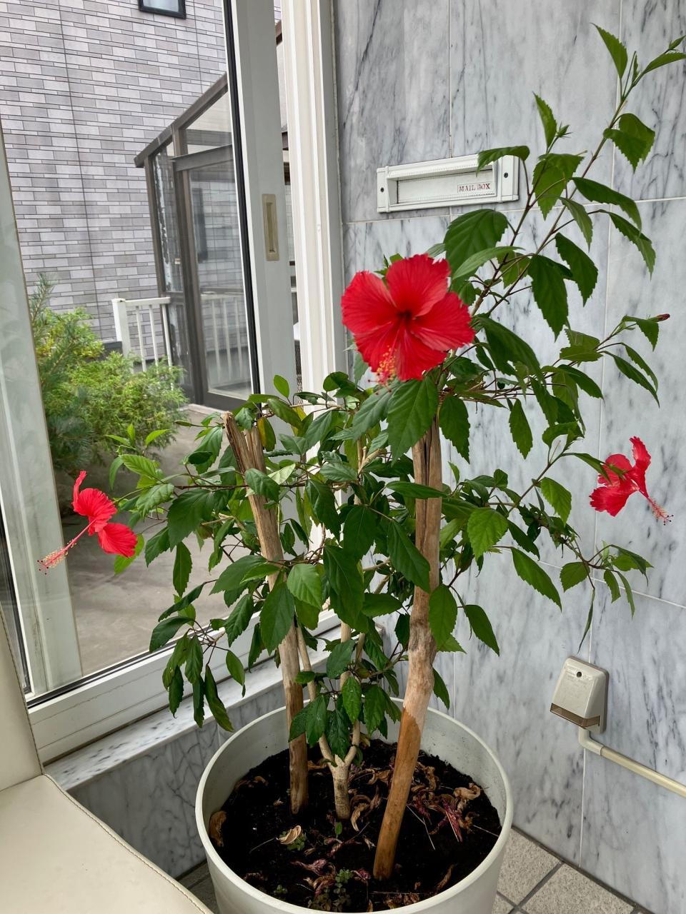 9月に入りましたが…