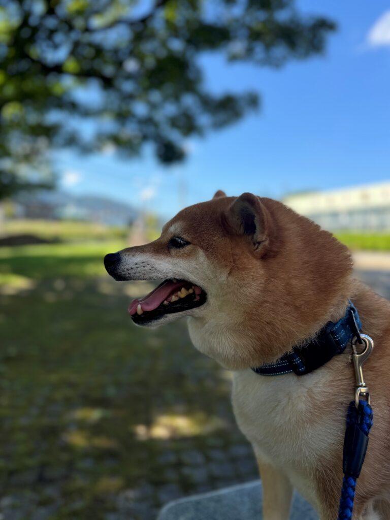 9月に入りました🍁