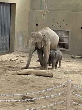 囲い地にいるゾウ

AI によって生成されたコンテンツは間違っている可能性があります。